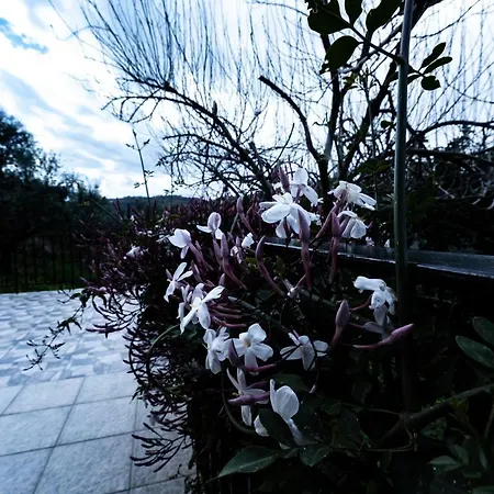 Elaionas Διαμέρισμα