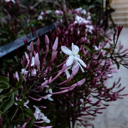 Διαμέρισμα Elaionas *