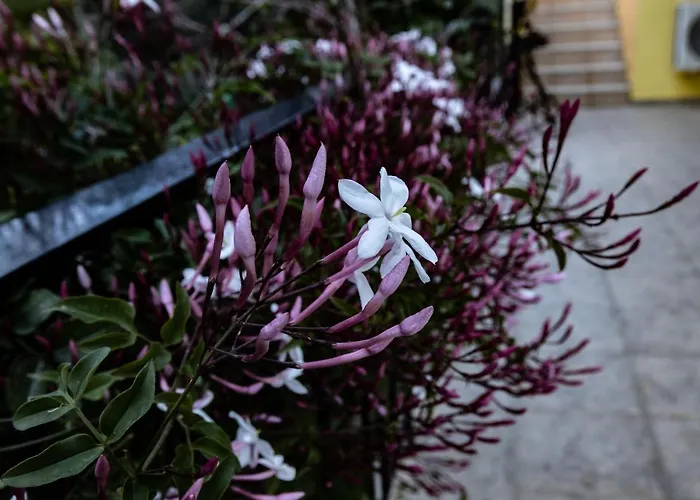 Lejlighed Elaionas *